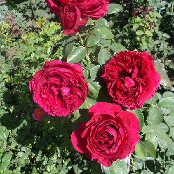 Роза флорибунда ‘La Rose des 4 vents’